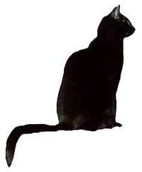 Sitting Black Cat