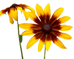 Brown-Eyed Susan