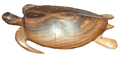 Wood Turtle