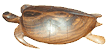 Wood Turtle