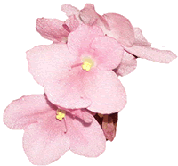 Pink African Violet Flowers