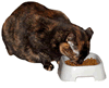 Cat Eating