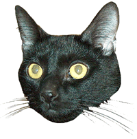 Black Cat Face