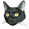Black Cat Face