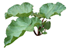 Rhubarb