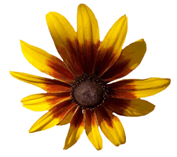 Brown - Eyed Susan