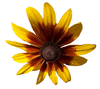 Brown - Eyed Susan