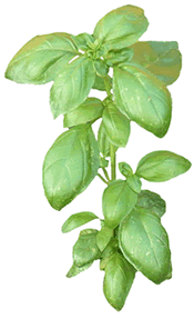 Basil Plant