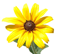 Brown - Eyed Susan