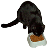 Black Cat Eating
