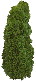 Juniper Tree