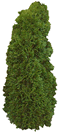 Evergreen