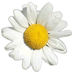 Daisy