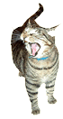 Cat Yawning