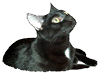 Cat Looking Up