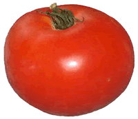 Ripe Beef Steak Tomato