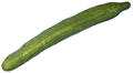 Cucumber
