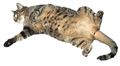 Cat laying on Back