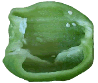 Green Pepper