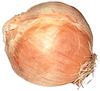 Onion