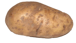 Large Field Potato