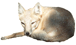 Swift Fox