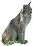 Sitting Lynx