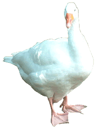 Goose