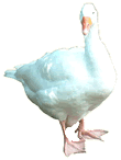 White Goose