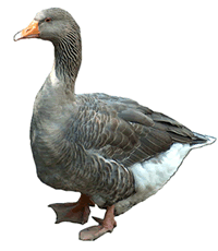 Goose