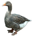 Goose
