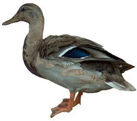 Crested Duck