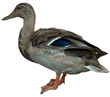 Crested Duck