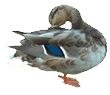 Crested Duck