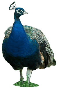 Peacock