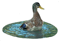 Crested Duck