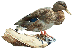 Crested Duck