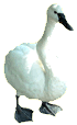 Tundra Swan