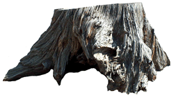 Tree Stump
