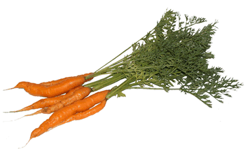 Bussel of Carrots