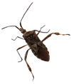 Large Beetle
