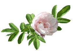 Light Pink Rose