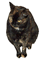 Sitting Tort Cat