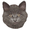 Grey Cat Face
