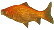 Goldfish