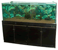 Fish Aqarium