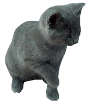 Grey Kitten