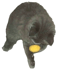 Grey Cat Playing with Ball