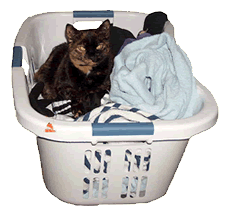 Cat in Laundry Basket