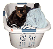 Cat in Laundry Basket